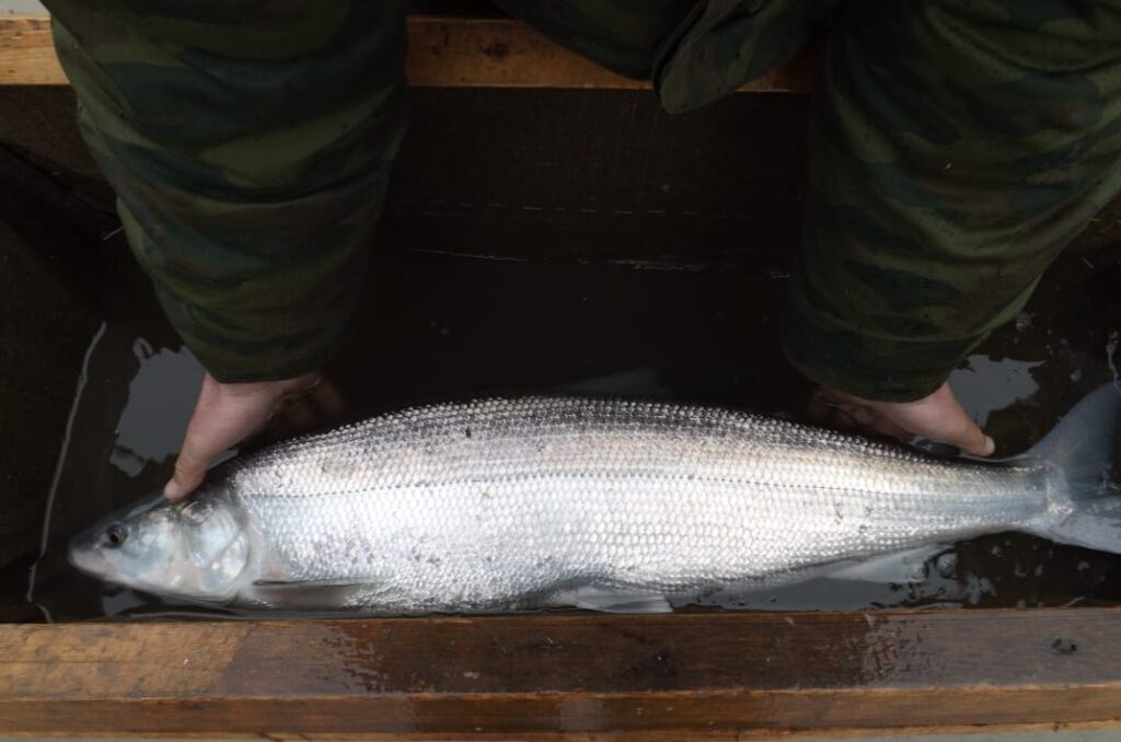 Изображение Нельма